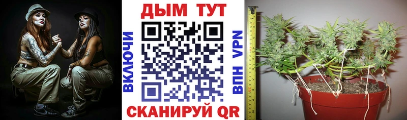 Шишки марихуана марихуана хочу наркоту это как зайти Дятьково